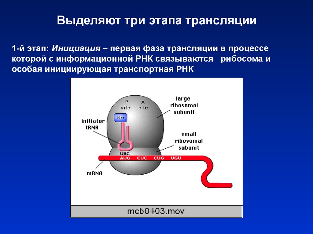 Этапы инициации трансляции. Этапы трансляции на рибосомах. Трансляция характеристика процесса. Трансляция биология этапы.