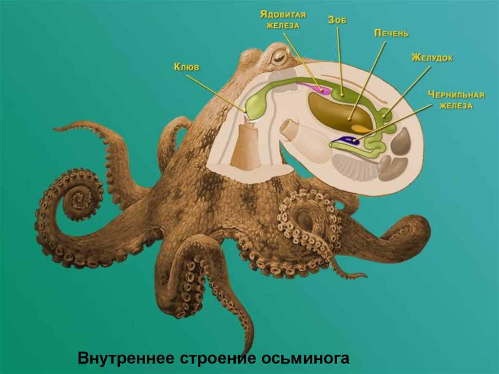 Сколько мозгов у осьминога ответ. Пищеварительная система головоногих моллюсков. Класс головоногие пищеварительная система. Пищеварительная система головоногих моллюсков 7 класс биология. Gbotdfhbntkmyfz cbcntvf e VFK.CRF головоногие.