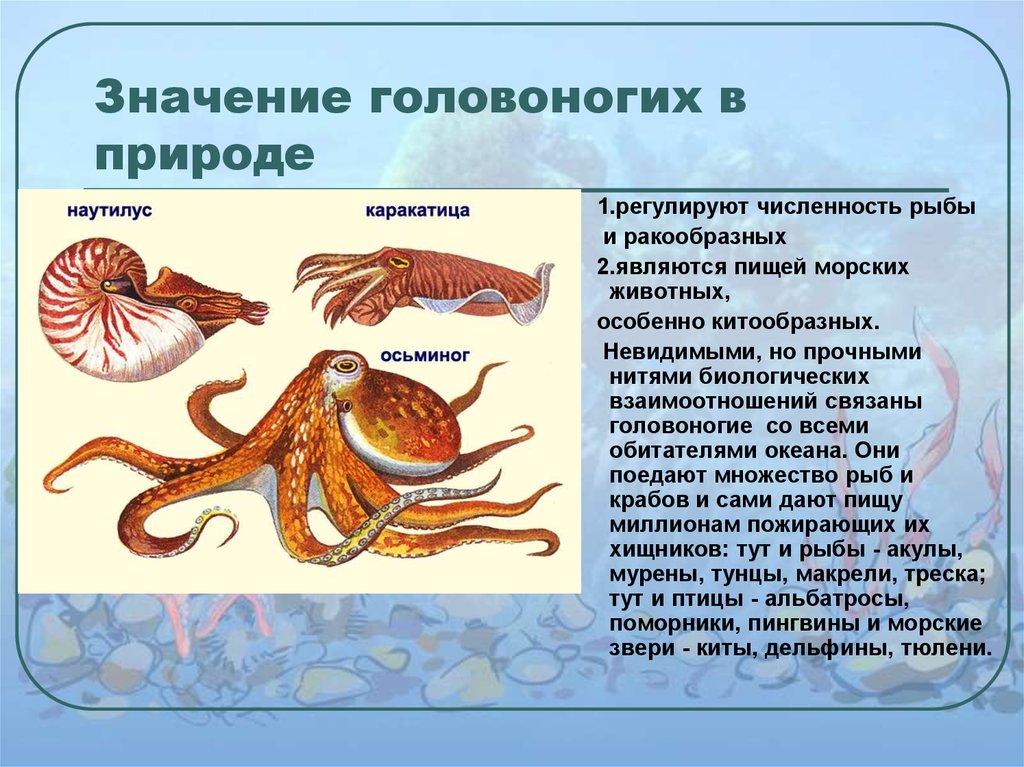 Презентация по биологии 7 класс моллюски класс головоногие