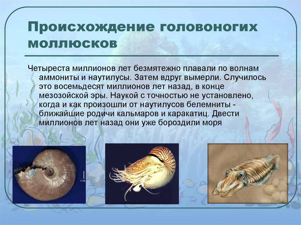 Класс головоногие моллюски презентация 7 класс биология