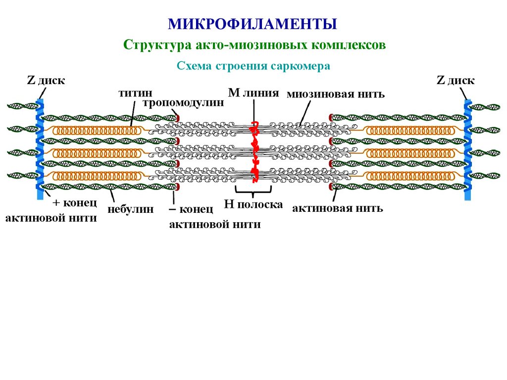 Нить саркомера. Структура саркомера титин. Мышечная ткань строение саркомера. Схема саркомера миофибриллы мышечного волокна. Строение миофибриллы титин.