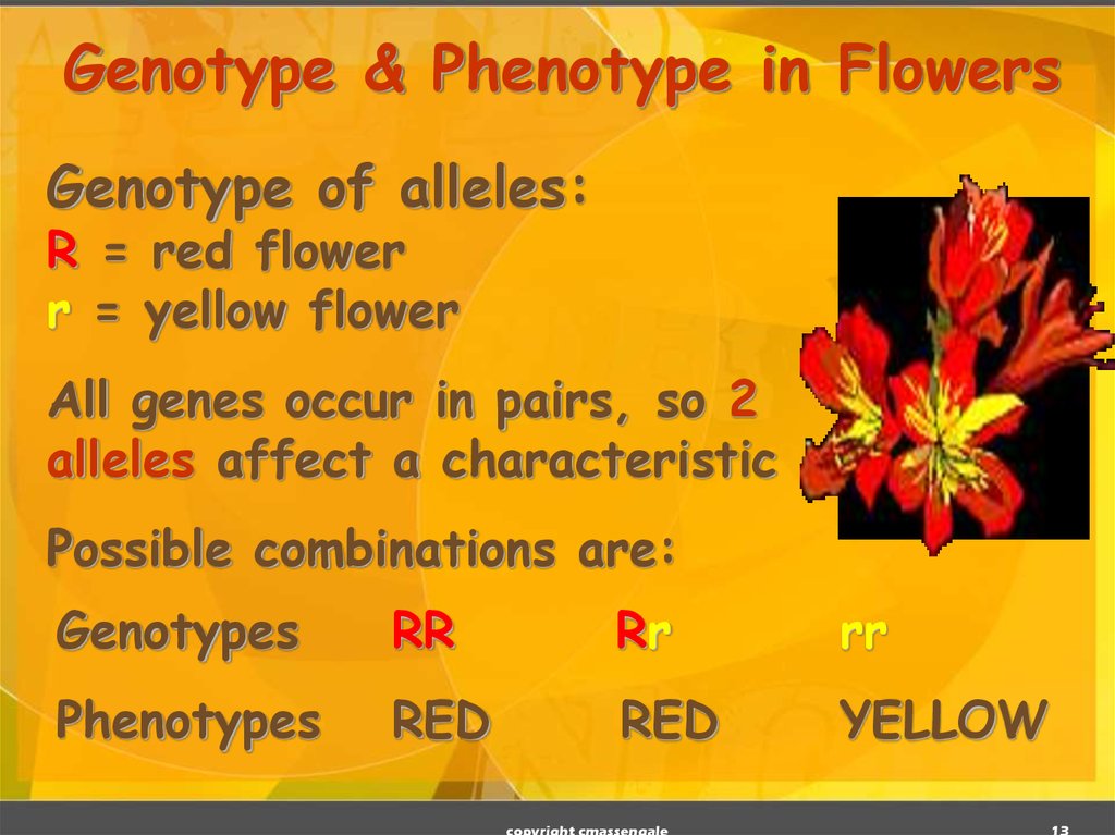 Genotype & Phenotype in Flowers