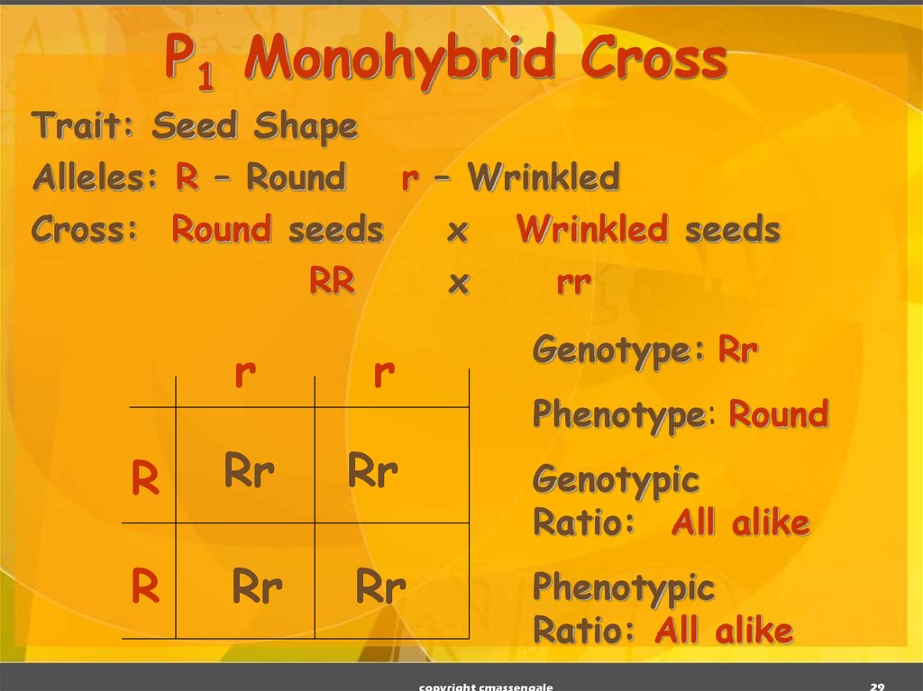 P1 Monohybrid Cross