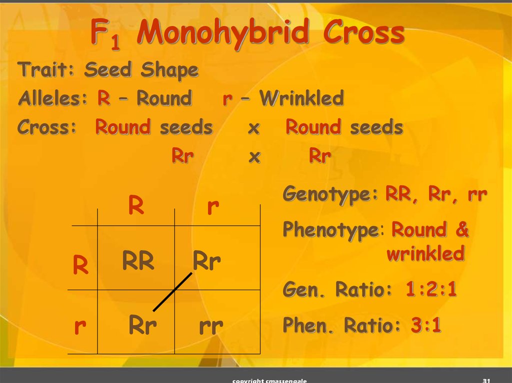 F1 Monohybrid Cross