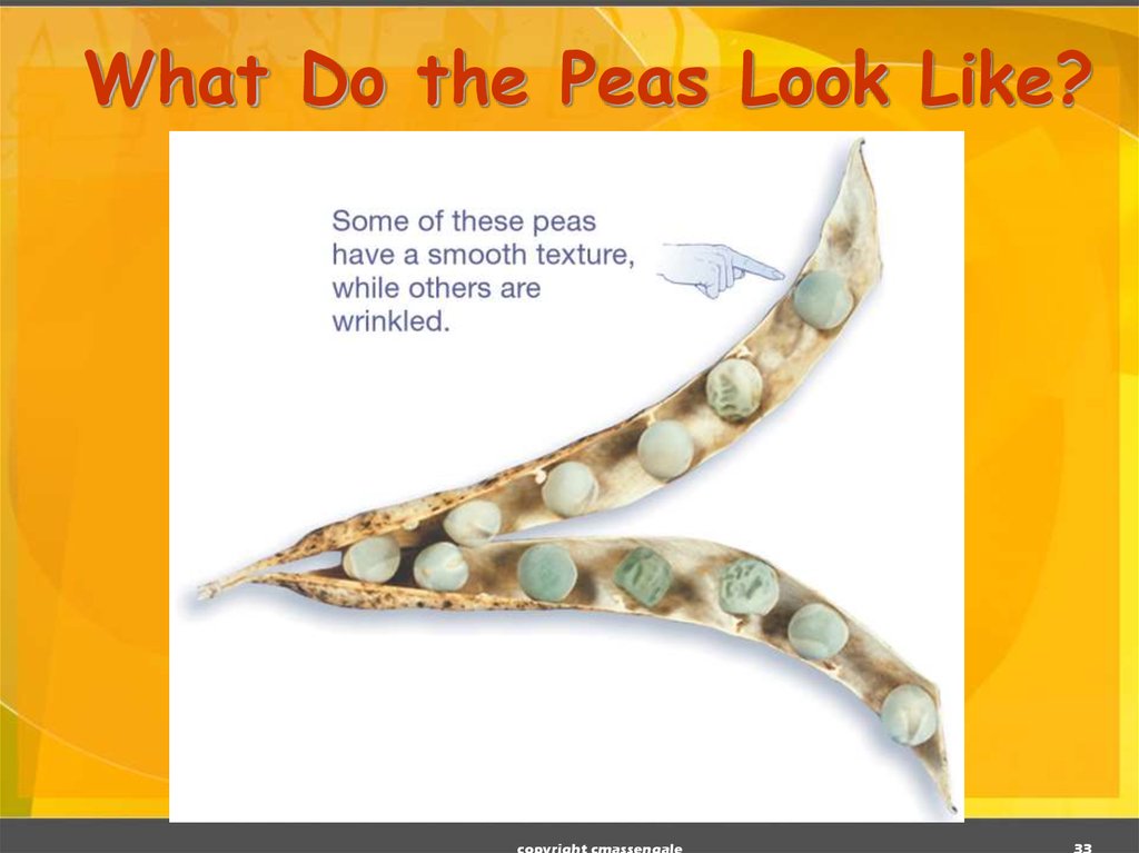 What Do the Peas Look Like?