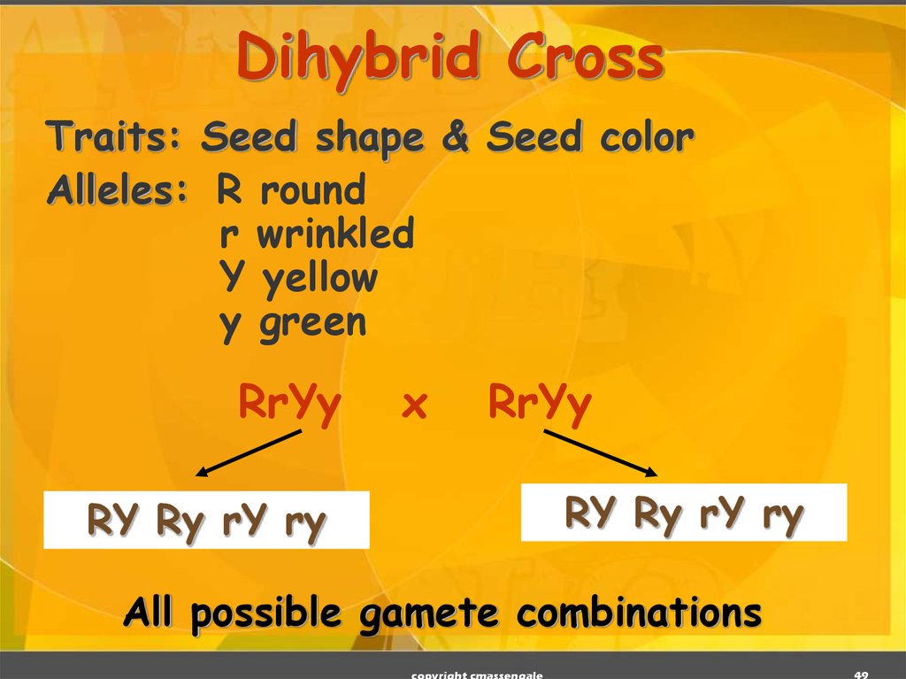 Dihybrid Cross