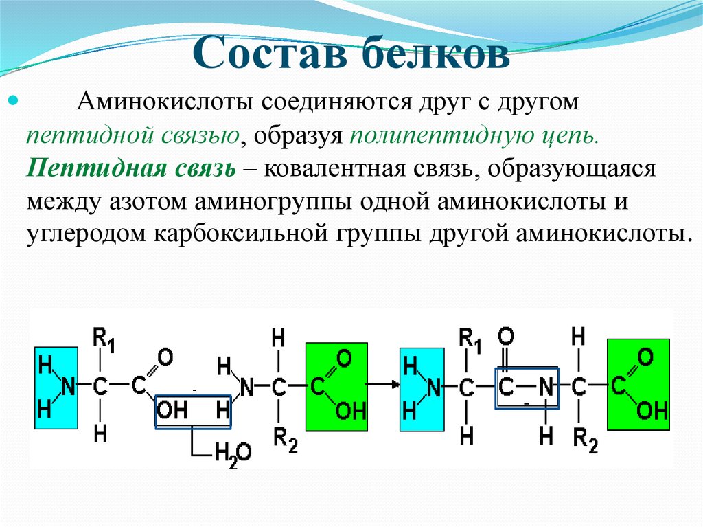 Входят в состав цепей