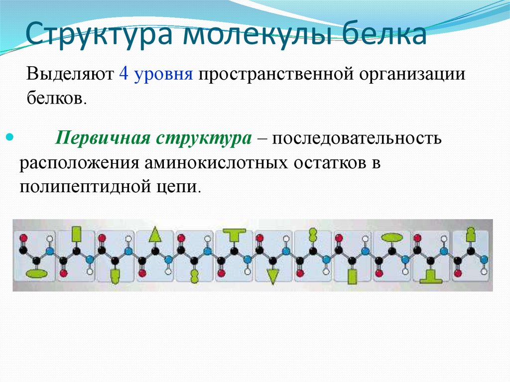 В молекуле белка следующая последовательность. Последовательность операций по выделению белков 4 этапа.