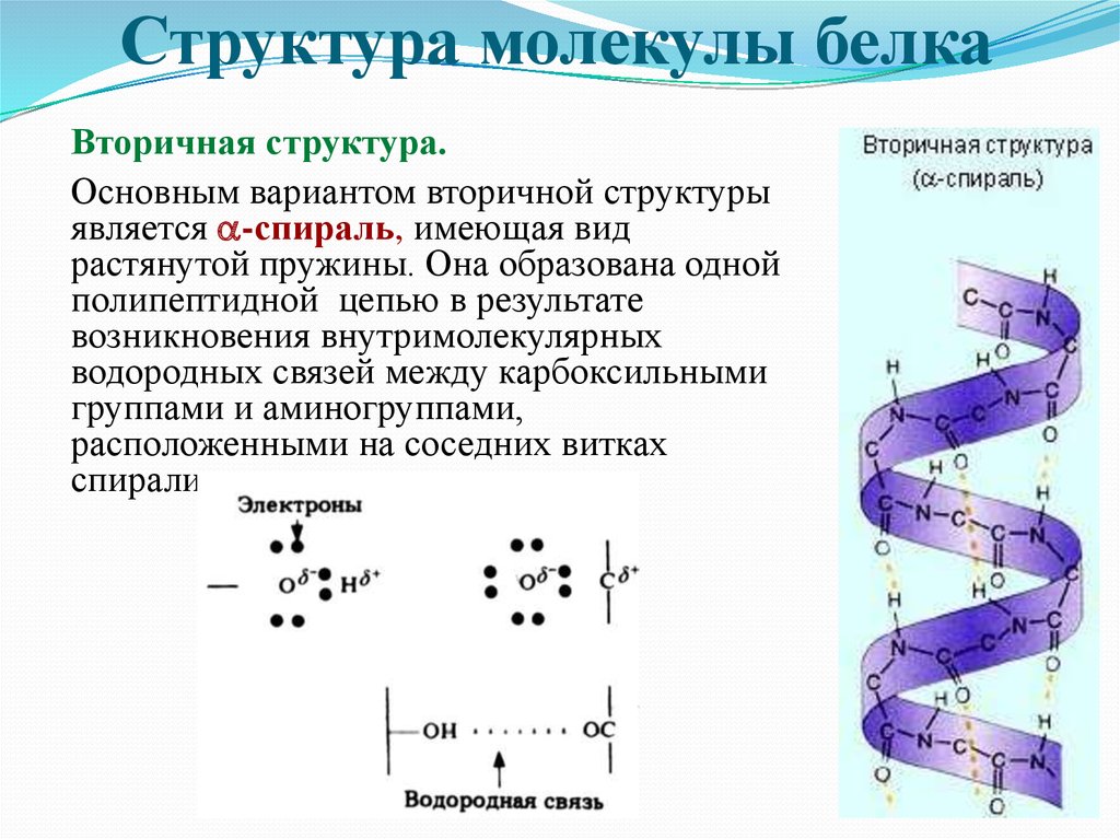 Информацию о молекуле белка