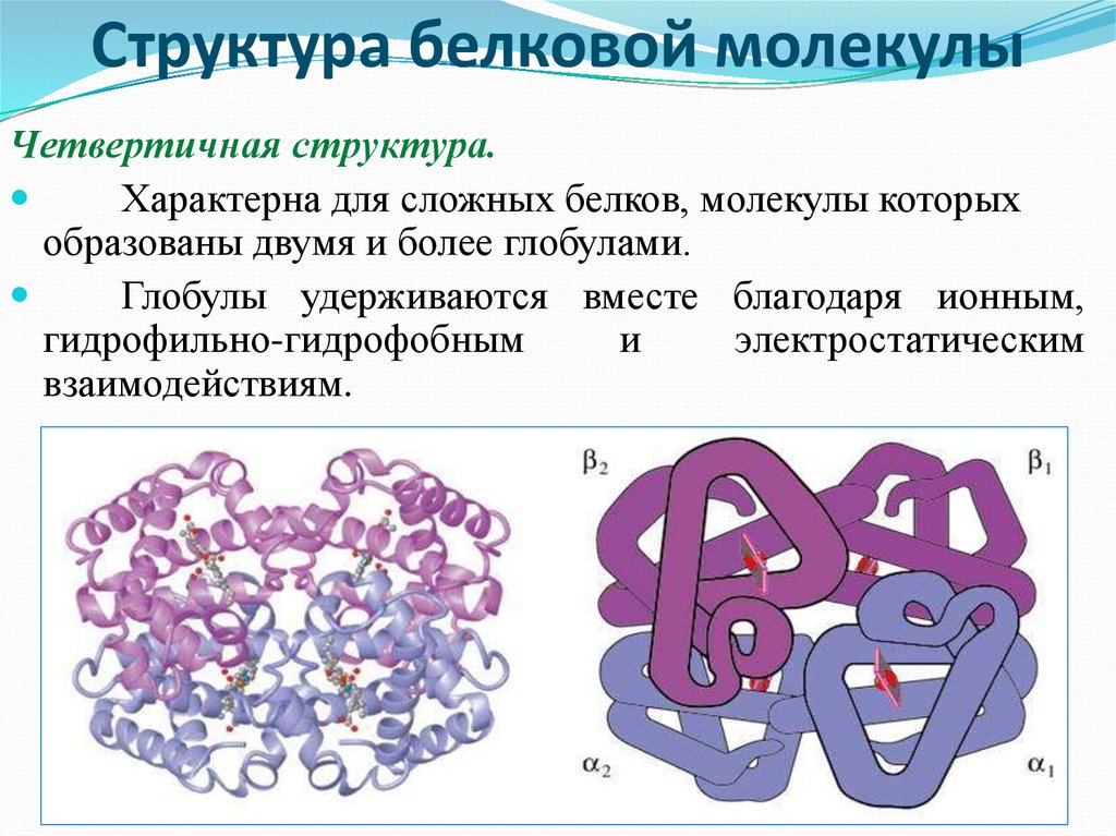 Формы белковых молекул. Структура молекулы белка. Четвертичная структура белка форма молекулы. Структура белковой молекулы. Строение белковой молекулы.