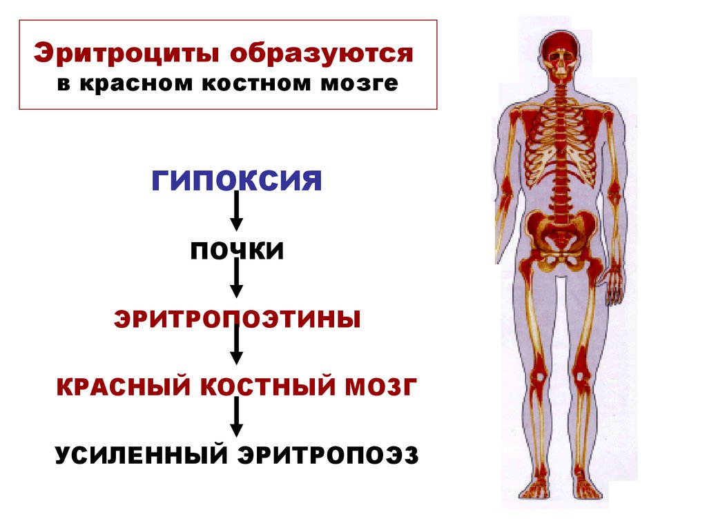 В костном мозге образуется. Расположение красного костного мозга. Локализация красного костного мозга. Красный костный мозг расположен. Красный костный мозг расположение в организме.