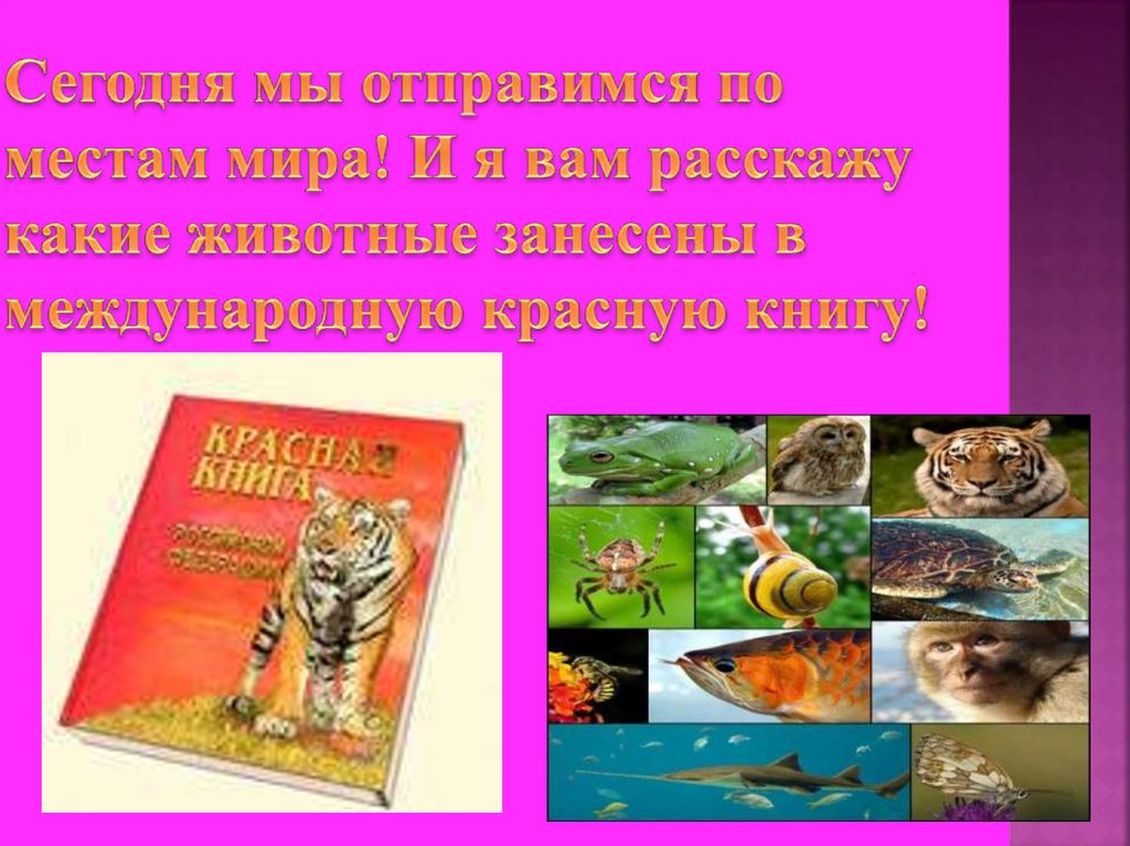 Красная книга окружающий мир 4 класс. Красная книга презентация. Международная красная книга презентация. Красная книга России. Международная красная книга 4 класс.