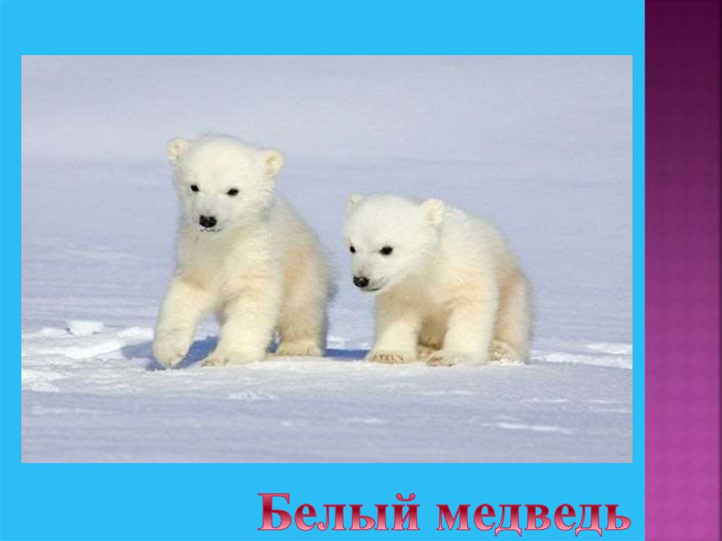 Белый медведь