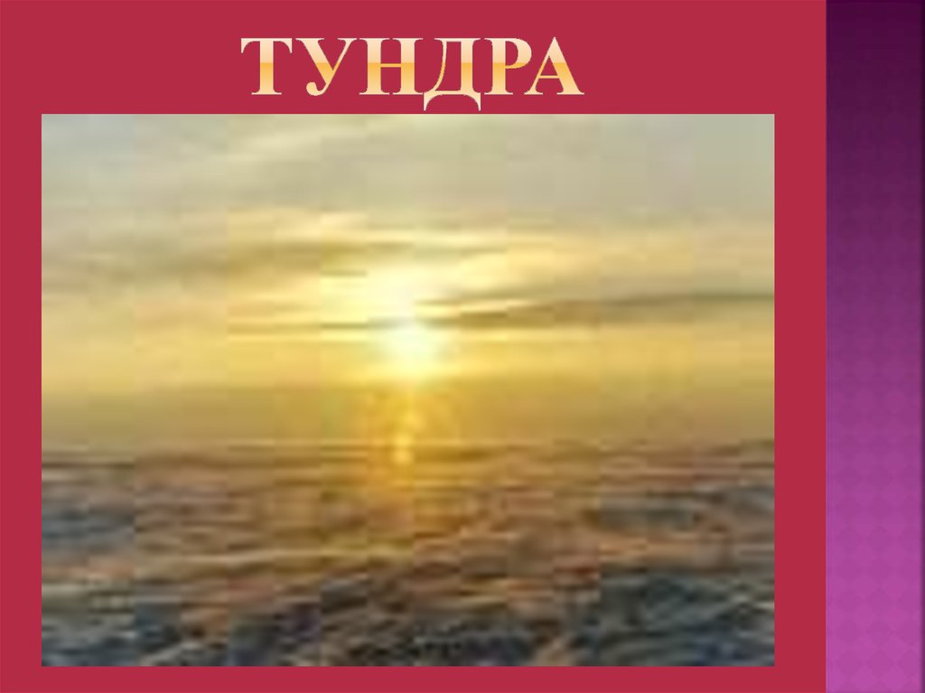 Тундра
