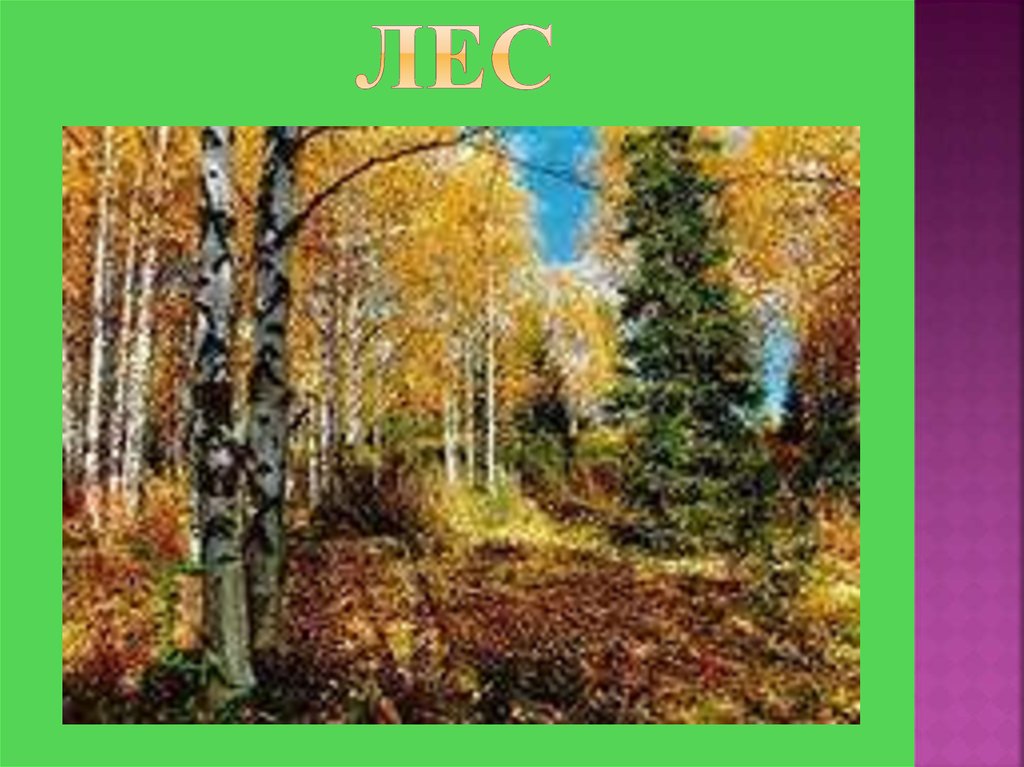 Лес