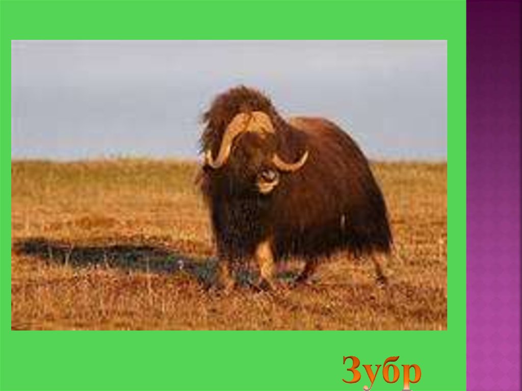 Зубр