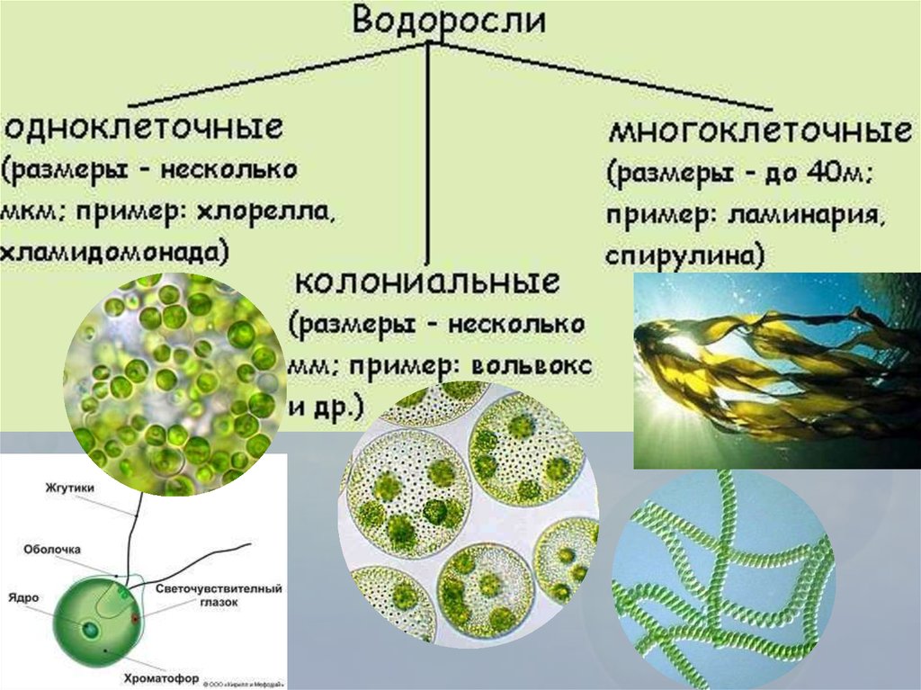 Водоросли проект 5 класс биология