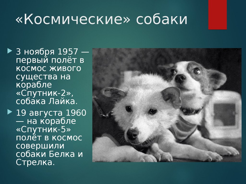 Первые собаки. Первый полет в космос живого существа. Собаки в космосе презентация. Кто из собак первый полетел в космос. Кто первый полетел в космос из животных.