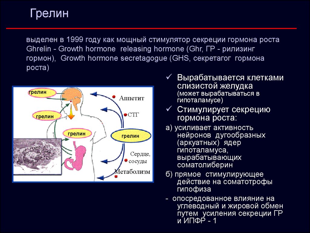 Соматотропин поджелудочной железы. Инсулин и грелин. Грелин вырабатывается клетками. Грелин вырабатывается в гипоталамусе. Грелин поджелудочной железы.