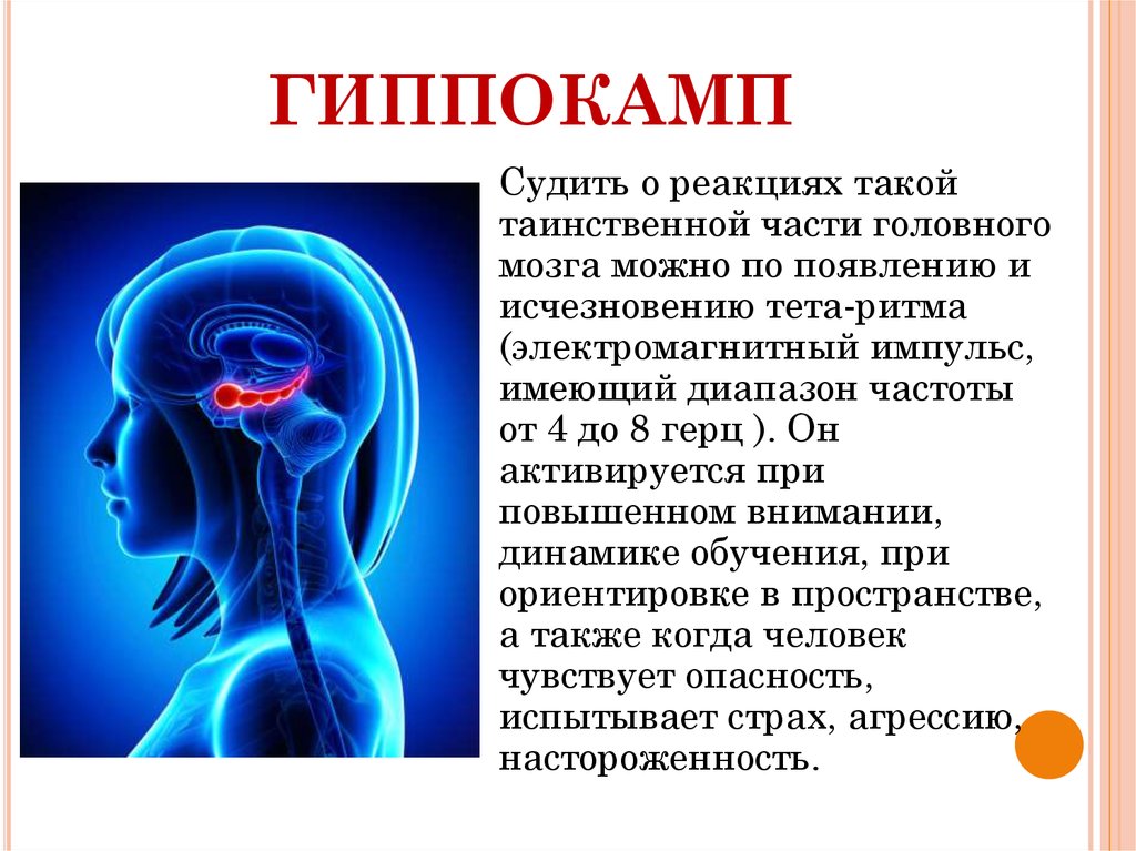 Головного ответить. Гиппокамп аммонов Рог. Гиппокамп функции. Гиппокамп (часть мозга). Функции гиппокампа.