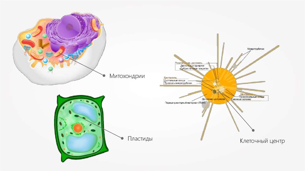 Центр клетки 4. (Митохондрии, пластиды, клеточный центр). Тема 5. митохондрии. Пластиды. Клеточный центр.. Митохондриихлоропласт. Митохондрии и хлоропласты.