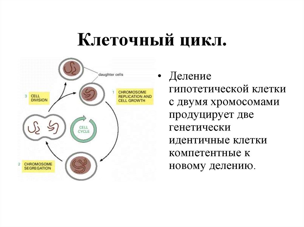 Клеточный цикл презентация