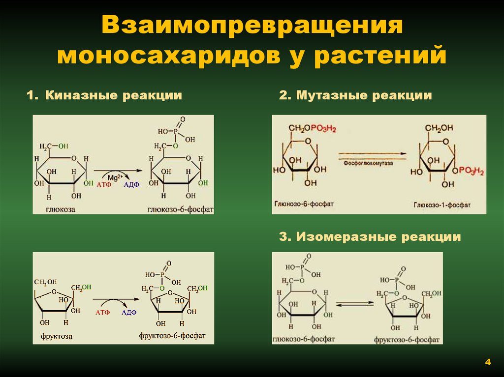 Взаимопревращения фруктозы глюкозы галактозы схема