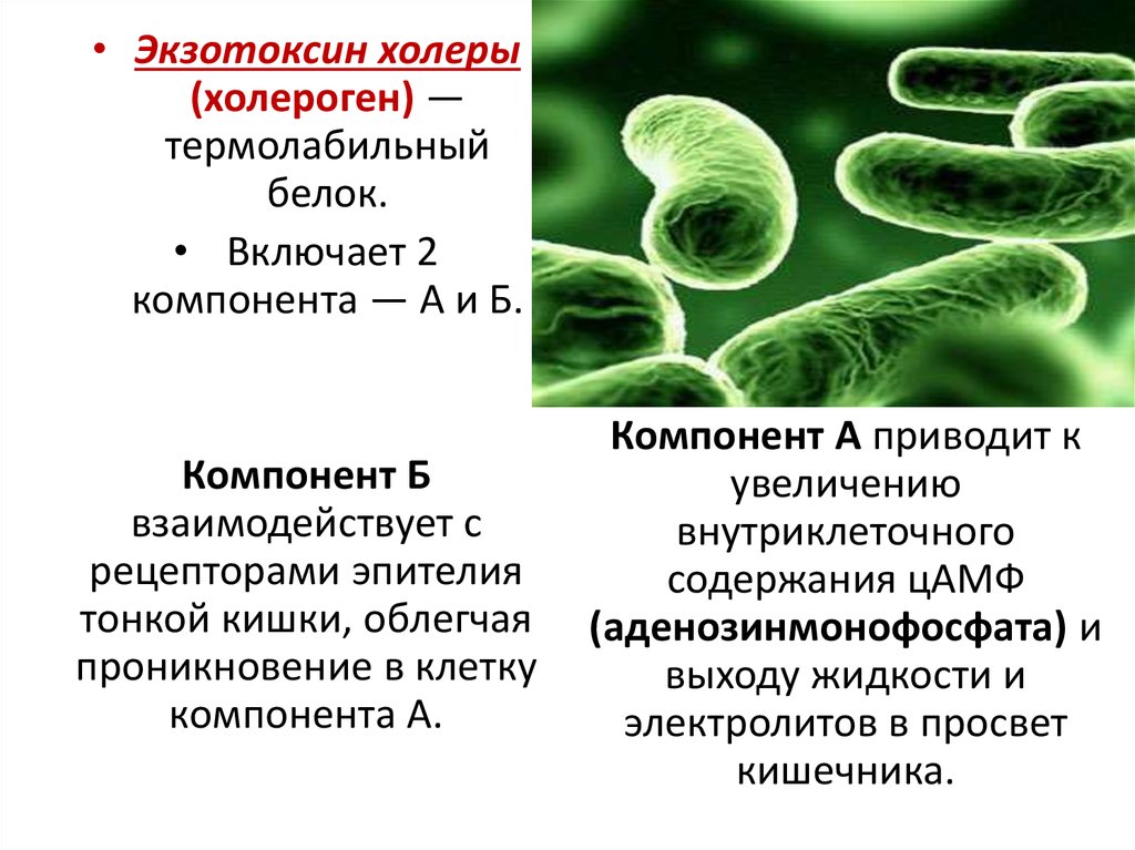 Холерный вибрион презентация