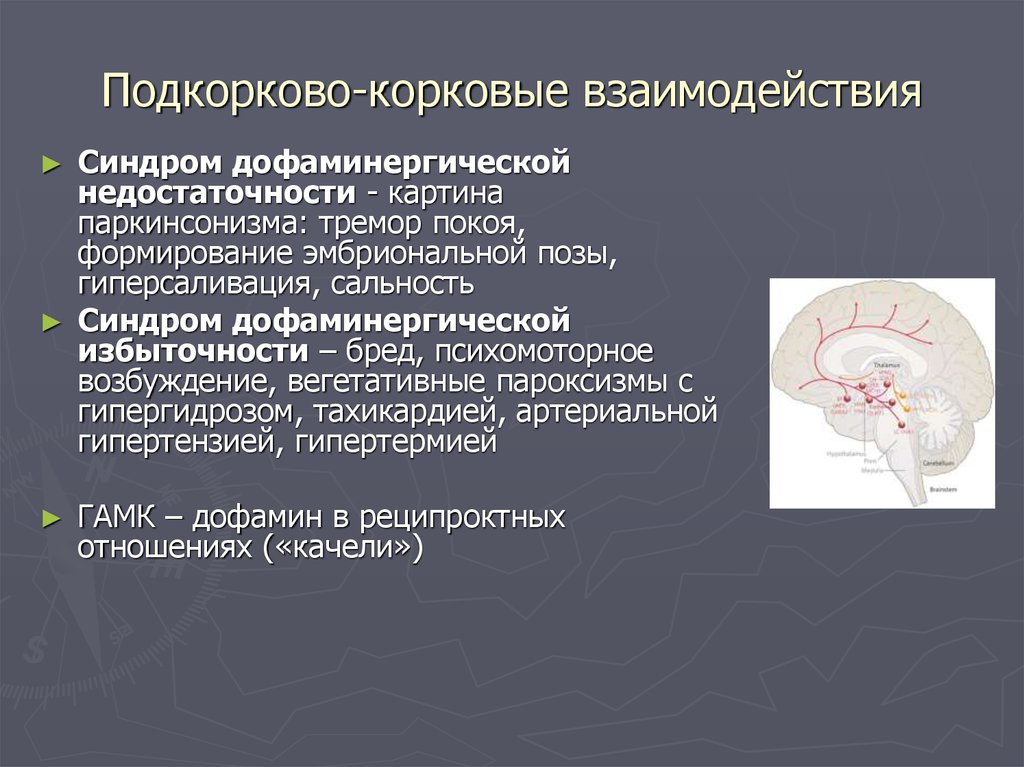 Подкорковые структуры. Корковые и подкорковые центры. Корково-подкорковые и кортико-висцеральные взаимоотношения.. Корково подкорковые взаимосвязи. Подкорковые нарушения головного мозга.