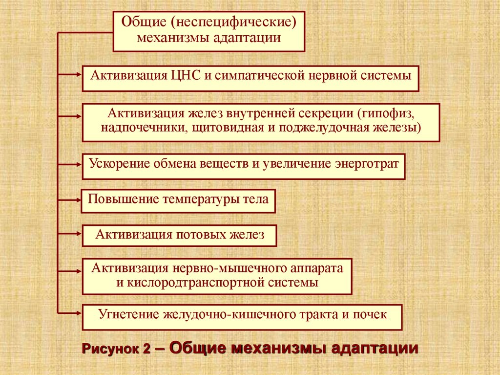 Презентация на тему адаптации человеческого организма к физическим нагрузкам