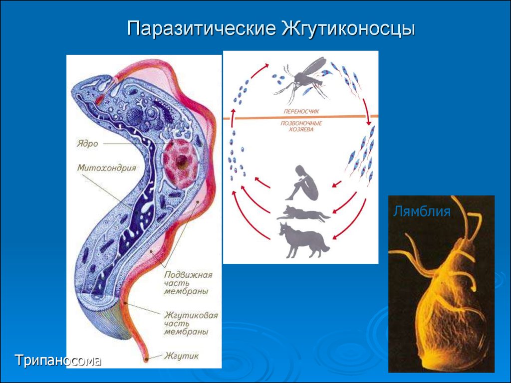 Простейшие паразиты. Паразитические жгутиковые трипаносомы. Паразитические жгутиковые трипаносомы лейшмании. Лейшмании трипаносомы лямблии. Паразиты жгутиковые трипаносома.