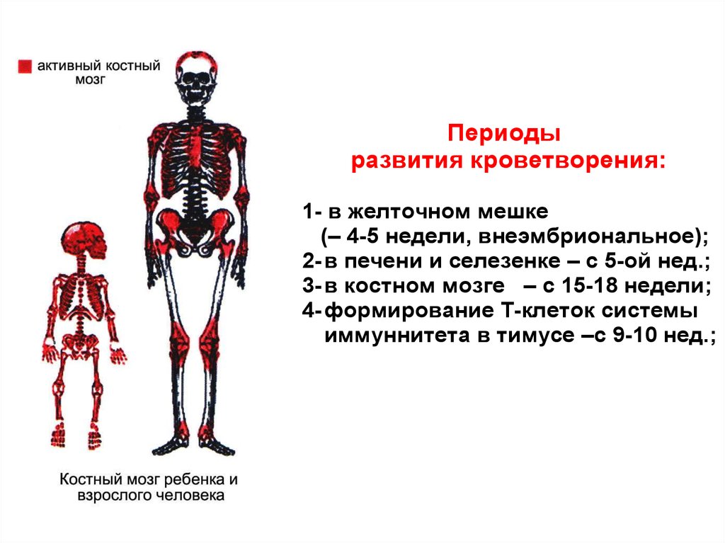 Заполнена красным костным мозгом. Красный костный мозг у взрослого человека расположен. Развитие костного мозга. Красный костный мозг у детей и взрослых.