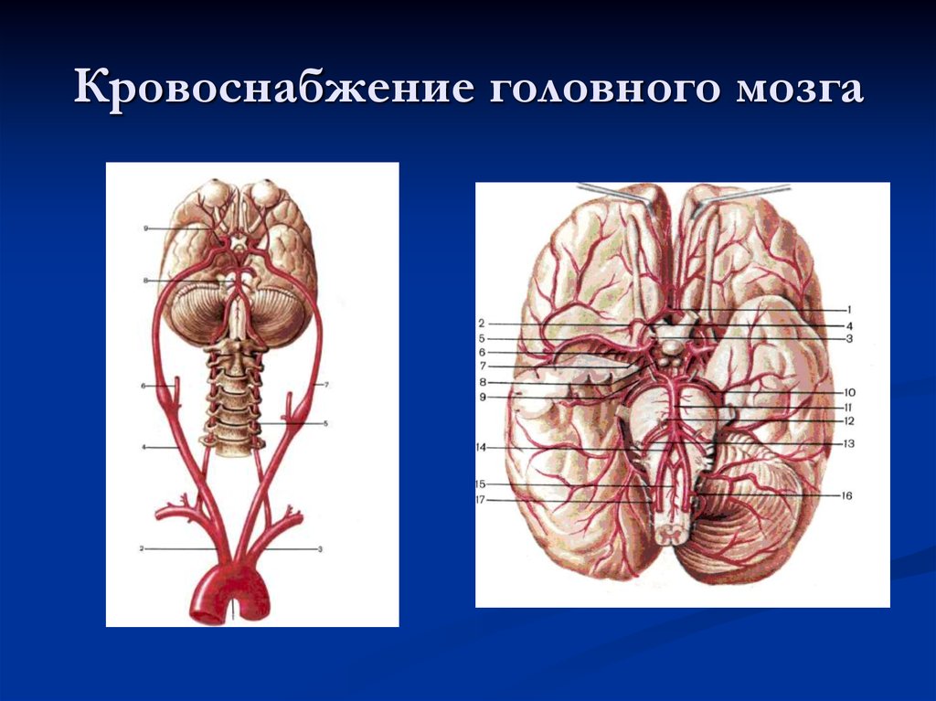 Магистральные артерии мозга