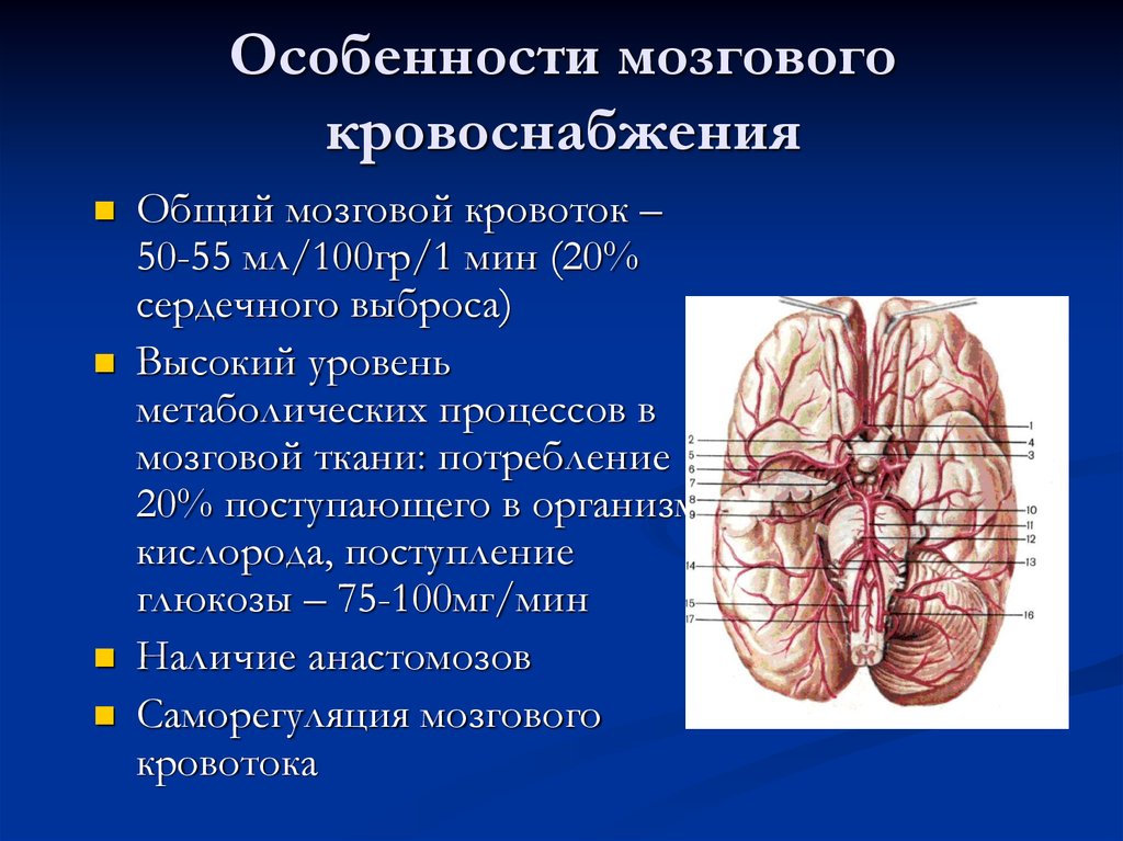 Имеет крови мозга и. Кровоснабжение головного мозга. Особенности кровоснабжения мозга. Гемодинамика головного мозга. Особенности кровоснабжения головного мозга.