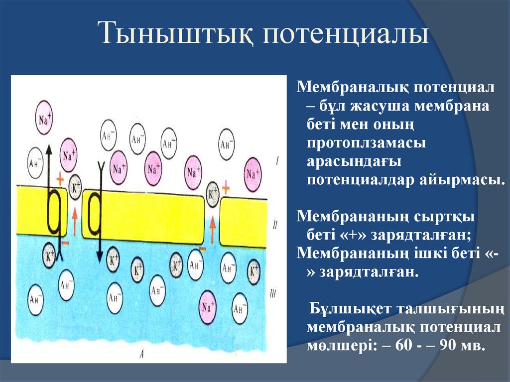 Пайда болу. Мембраналық потенциал дегеніміз. Тыныштық+потенциалы+дегеніміз+не. Су потенциалы слайд. Әрекет потенциал деген не.