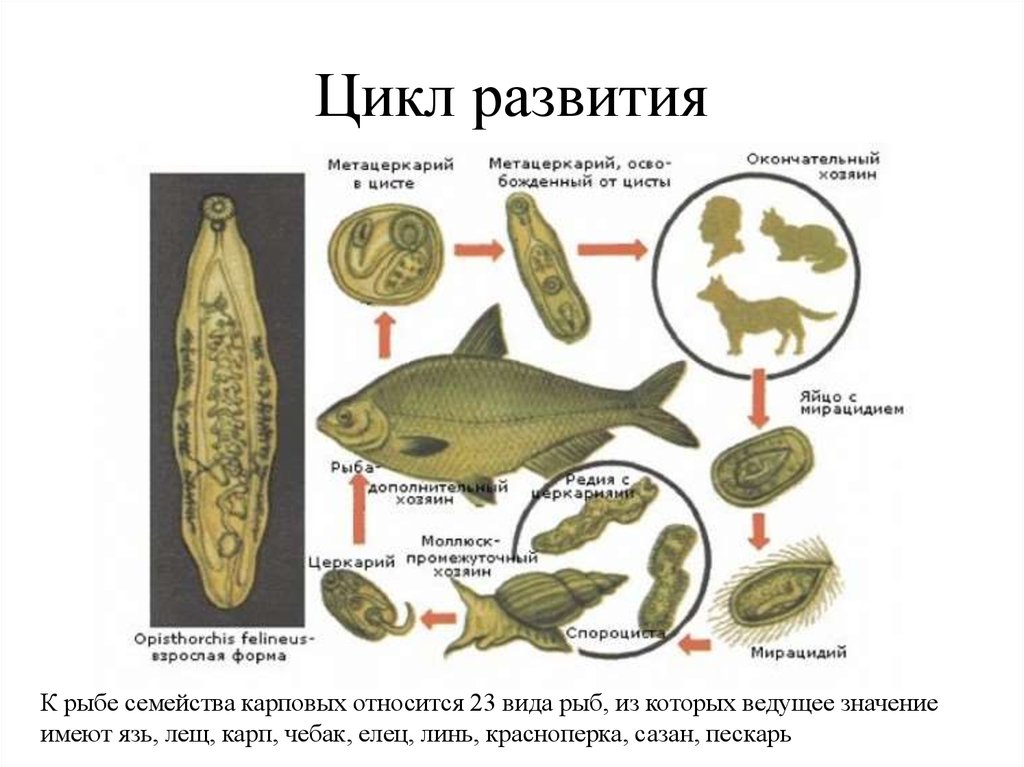 Рассмотрите рисунок на котором представлен цикл развития кошачьей двуустки