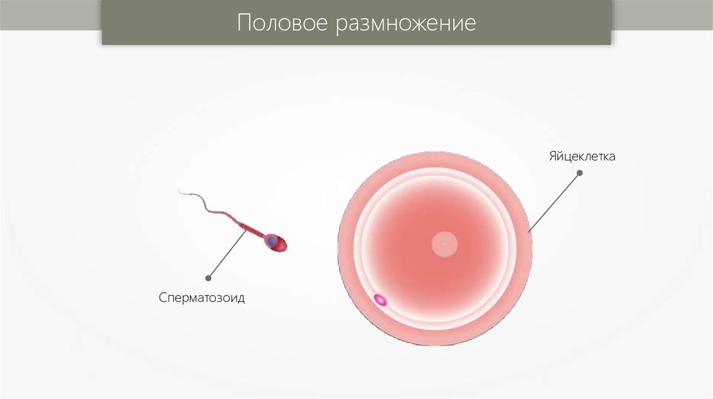 Презентация размножение человека