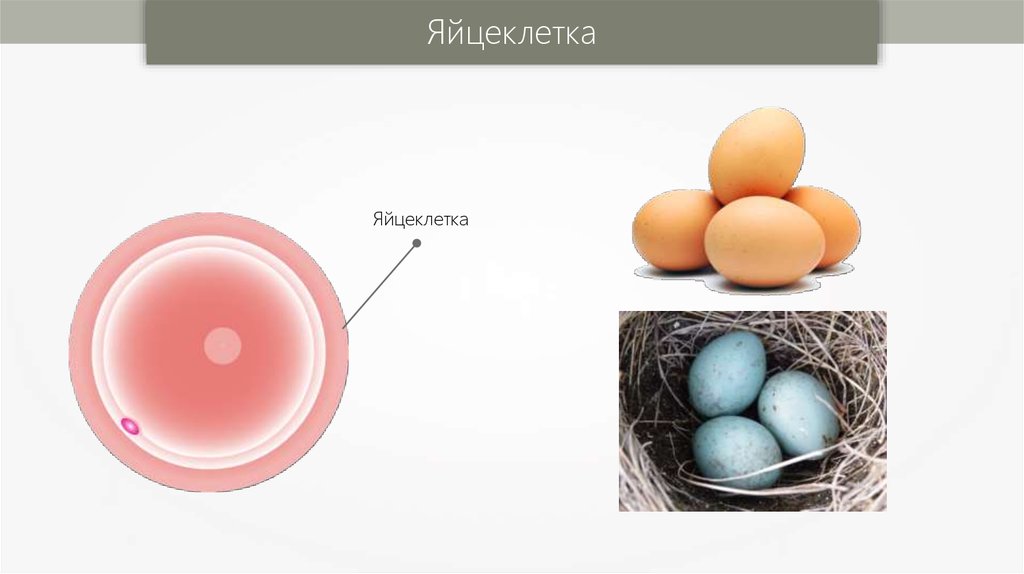 Половое размножение презентация