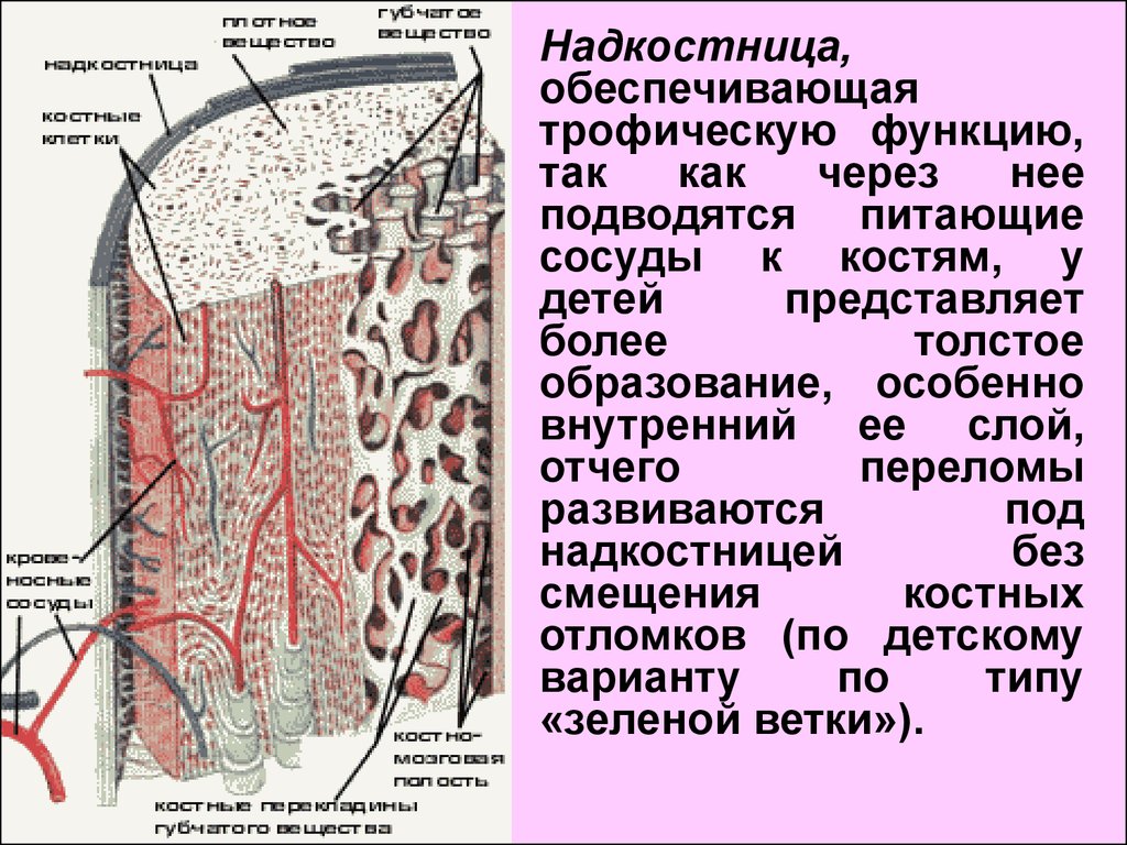 Надкостница это. Внутренний слой надкостницы. Клетки внутреннего слоя надкостницы. Наружный слой надкостницы образован. Внутренний слой надкостницы представлен.