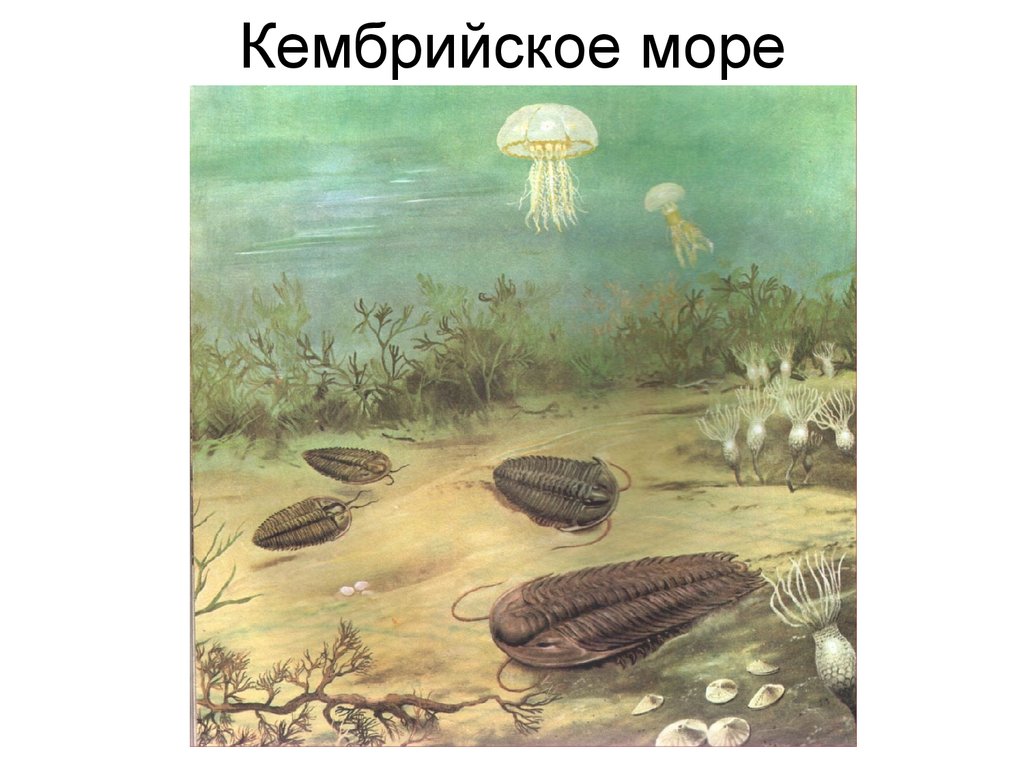 Палеозой кембрий