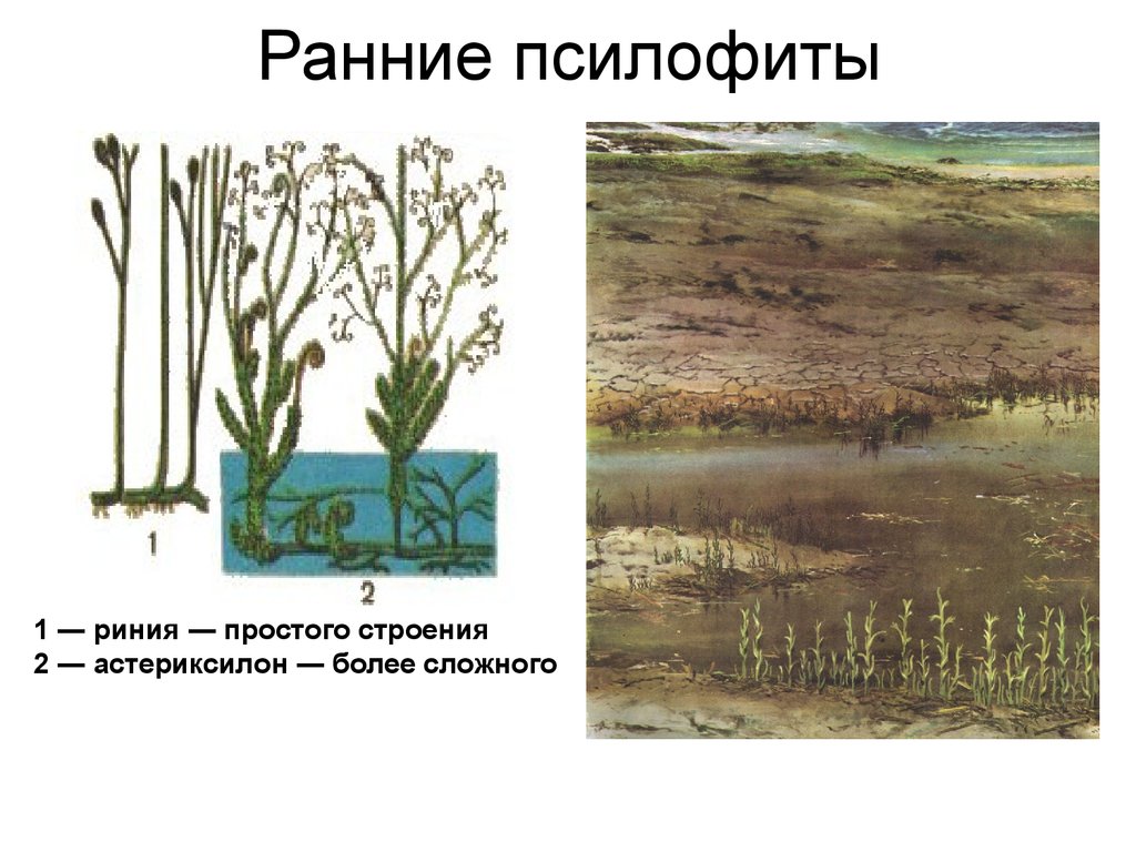 Первые наземные растения. Псилофиты Силур. Силур растения псилофиты. Ароморфозы псилофитов. Псилофиты ранний палеозой.