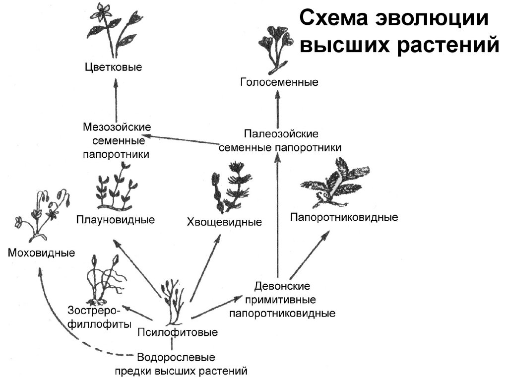 Установите последовательность появления растений в процессе эволюции