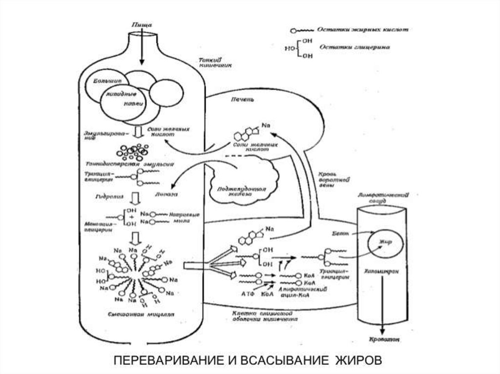 Переваривание липидов в желудке. Схема переваривания жиров биохимия. Этапы переваривания и всасывания жиров схема. Переваривание липидов биохимия схема. Схема этапов ассимиляции пищевых жиров.