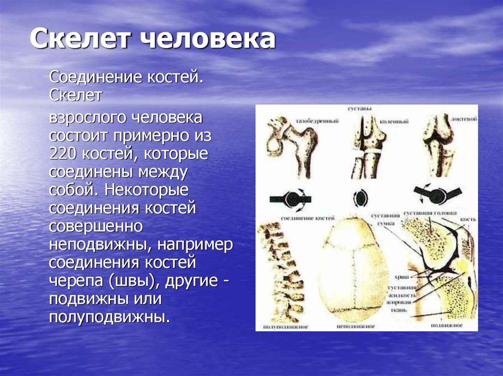 Подвижное соединение между костями. Анатомия соединения костей скелета человека. Скелет человека соединение костей скелет головы 8 класс. Кости соединяются между собой. Неподвижные соединения костей в скелете человека.