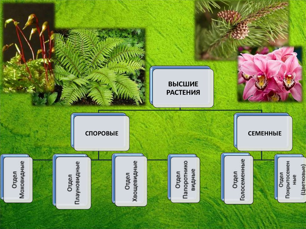 Три примера низших растений. Царство растений. Царство растений 3 класс окружающий мир. Высшие и низшие растения. Дерево царства растений.