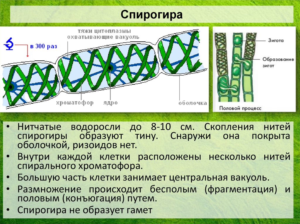 Спирогира какая водоросль