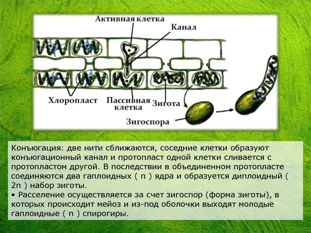 Конъюгация спирогиры. Вегетативное размножение спирогиры. Конъюгация водорослей. Спирогира строение и жизненный цикл.