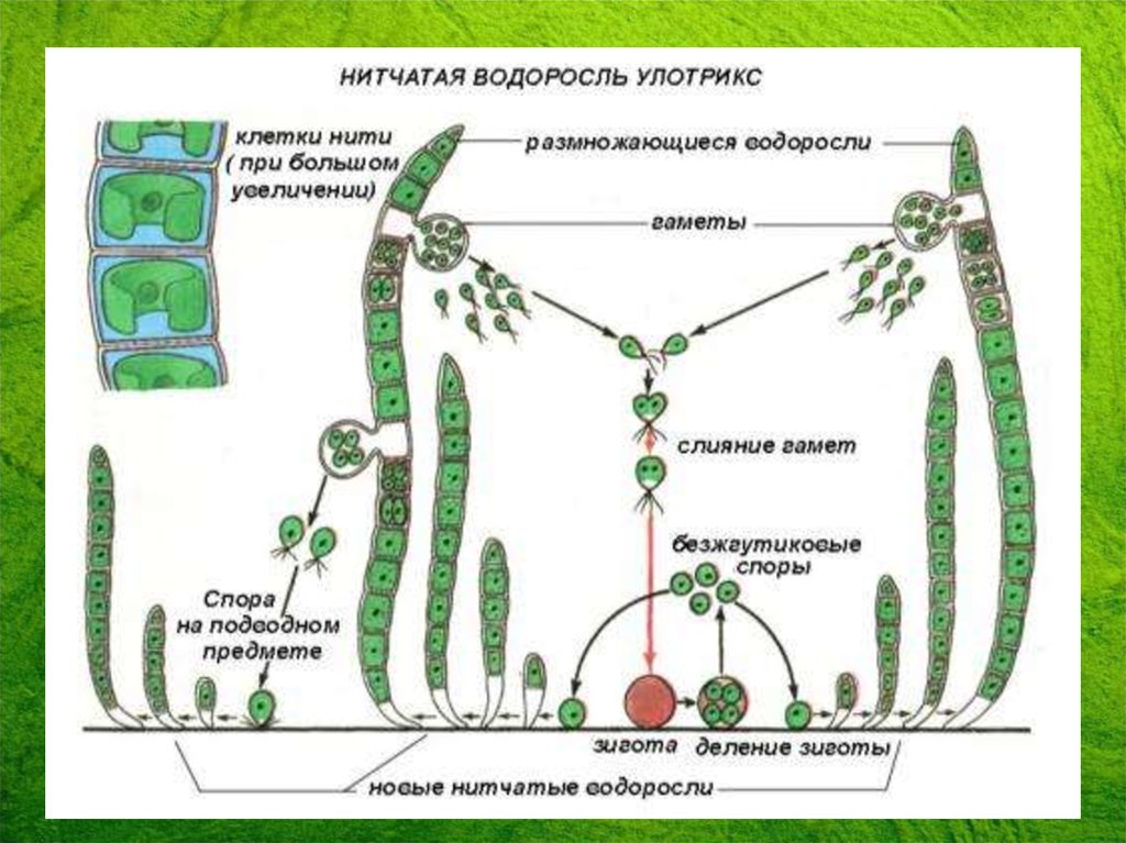 Стадии жизненного цикла зеленых водорослей. Размножение водоросли улотрикса. Бесполое размножение улотрикса схема. Размножение ламинарии схема. Жизненный цикл улотрикса схема.