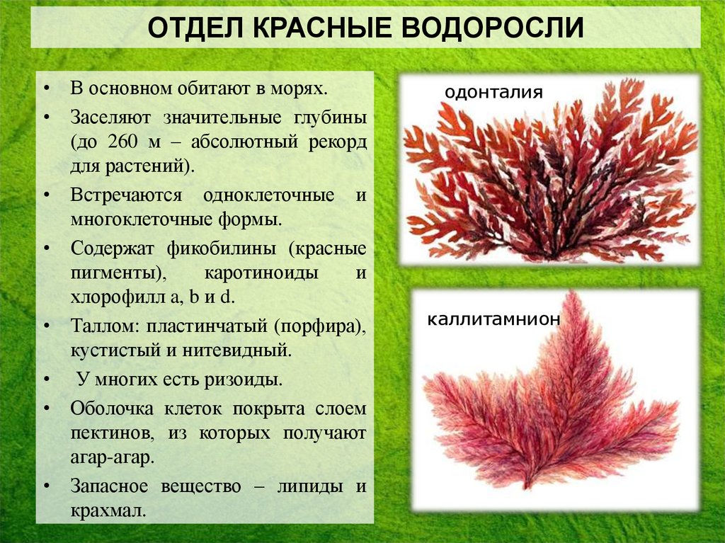Красной водорослью является. Отдел красные водоросли багрянки представители. Красные водоросли каллитамнион. Пигменты красных водорослей. Отдел красные водоросли багрянки.