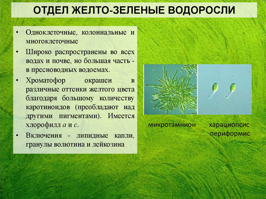 Признаки зеленых водорослей 7 класс. Жетозеленые водоросли. Желто зеленые водоросли. Желтозеленве водоросли. Желто-зеленые водо.